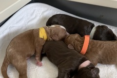 2 girls; 2 boys