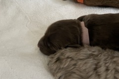 Little Pink Girl