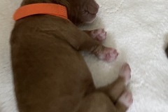 Little Orange Boy