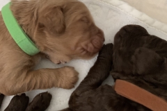 IMG_4463-scaled-e1586237450690