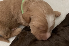 IMG_4466-scaled-e1586237411566