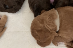 IMG_4471-scaled-e1586237258597