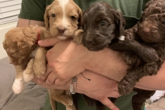 George, Chief, Lexi and Sloan