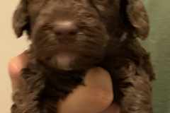 F3C97B94-91A5-4482-89BC-9F9415F64C28_1_201_a