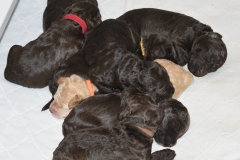 Ziggy's Scandal Puppy Pile