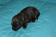 Yellow Girl--AKA Miss Millie