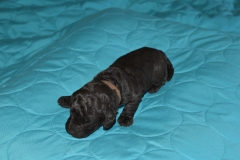 Brown Boy--aka Cyrus  "Cy"