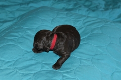 Red Boy--aka Fitzgerald "Fitz"