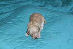 Orange Girl--aka  Miss Olivia