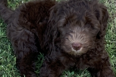 Beautiful Quinn--need Guardian for her!