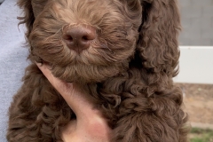 Big Fitz!  He's rowdy, but a love!