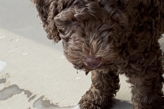 Fitz after a big drink of water