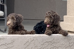 Quinn and Fitz (Maya in the background)