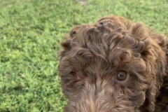 Little Cy--Expect him to be 20-22lbs full grown.