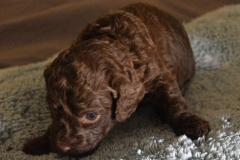 Quite the character...very vocal.