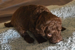 DSC_6827-e1554059377525