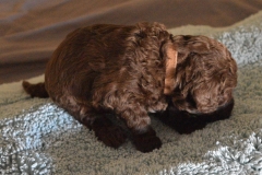 DSC_6830-e1554059305840