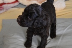 She's the most petite of all.  So sweet,  but feisty!