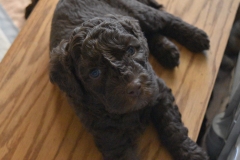 My Gentle Giant (he's the largest of the bunch.