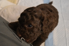 Cyrus (Brown) or Fitz (Red)