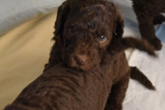 Cyrus (Brown) or Fitz (Red)