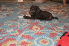 Millie-7wks