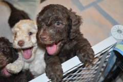 Fitz-and-Olivia-6-wks